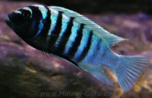 Metriaclima zebra 'Thumbi West'